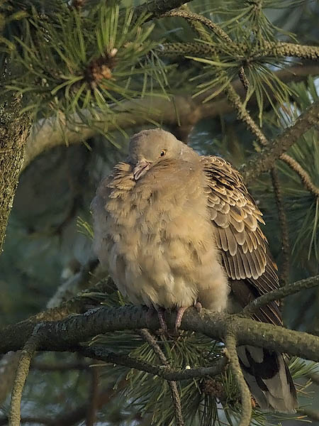 Idänturturikyyhky, Oriental Turtle Dove, Streptopelia orientalis